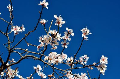 Low angle view of almond tree against clear blue sky