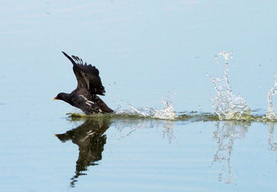 Birds on a lake