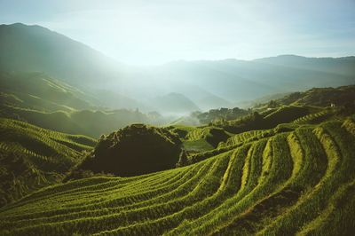 Scenic view of terraced rice field against sky