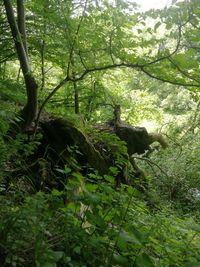 View of a tree in a forest