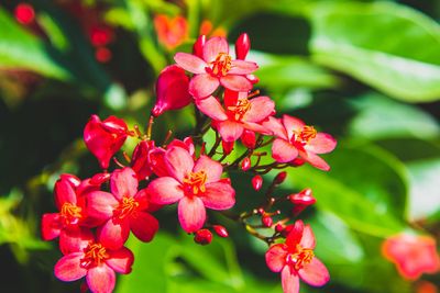 Close-up of pink flowering plants