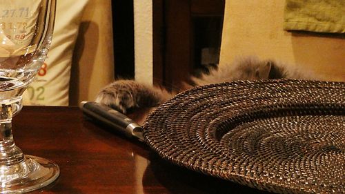 Close-up of a cat sleeping on table