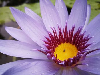 Close-up of purple flower