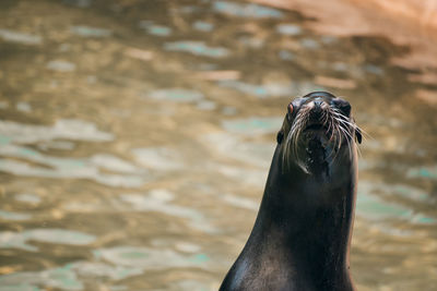Close-up of sea lion