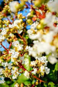 Close-up of white flowers blooming in park