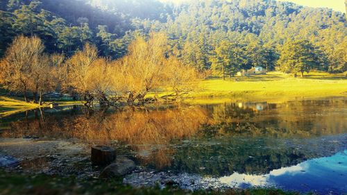 Scenic view of lake in forest