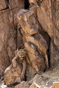 A desert lion rests in the shade of a cliff