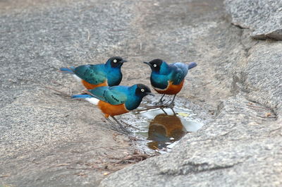 Close-up of birds perching on puddle over rock formation