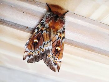 High angle view of butterfly on ceiling