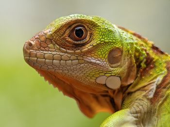 Close-up of lizard