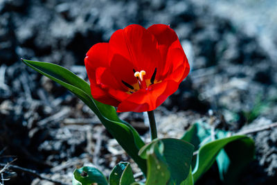 Close-up of red rose flower