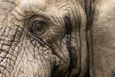 Close-up of elephant