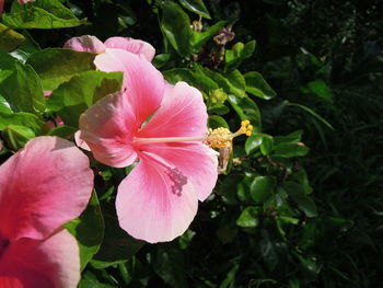 Close-up of pink flowers