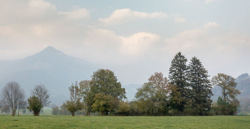 Trees on field against sky