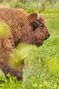 Close-up of pig on field