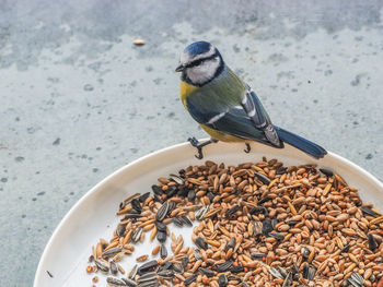 High angle view of bird perching on ground