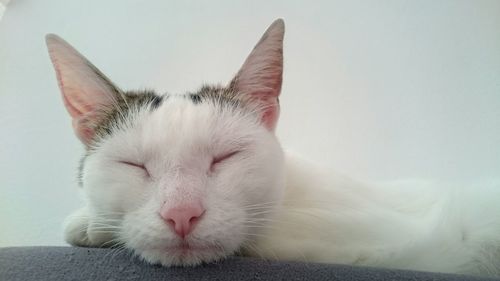 Close-up of white cat resting