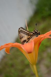 Close-up of butterfly on flower