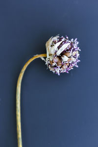 Close-up of fly on flower against black background