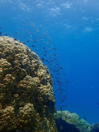 Hard coral underwater 