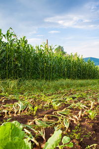 Plants growing on field against sky