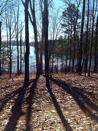 Trees on landscape