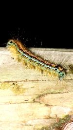 Close-up of caterpillar