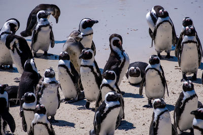 Group of birds