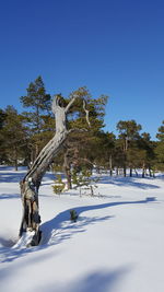 Trees on snow covered landscape against clear blue sky