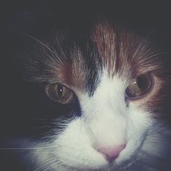 Close-up portrait of cat