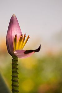 Close-up of pink flower blooming outdoors