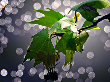 High angle view of leaves in water