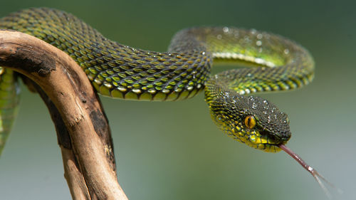 Close-up of lizard on tree