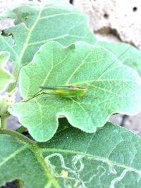 Close-up of insect on leaf