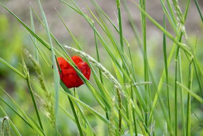 Close-up of red poppy on field