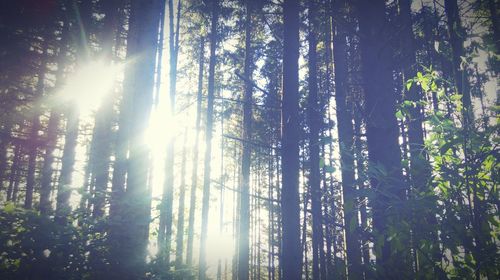 Low angle view of trees in forest against sky