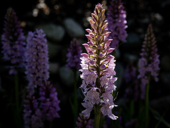 Close-up of purple flowering plant