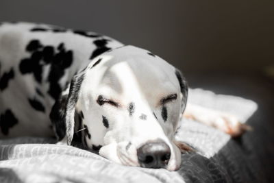 Close-up of dalmatian dog sleeping on bed at home