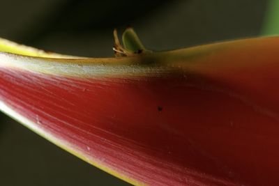 Close-up of insect on red flower