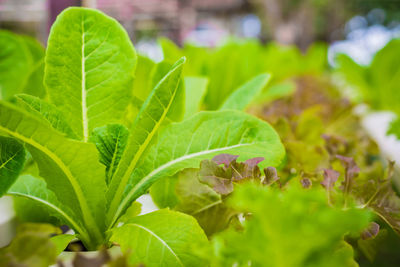 Close-up of green leaves