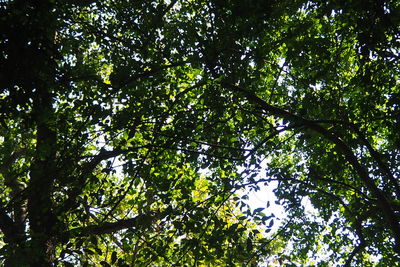 Low angle view of bamboo trees in forest