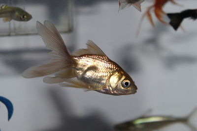 Close-up of fish swimming in aquarium