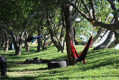 Hammock hanging between trees in forest