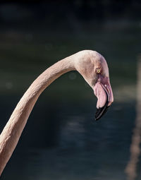 Close-up of swan in lake