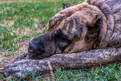 Close-up of dog sleeping on field