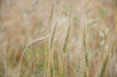 Close-up of stalks in field