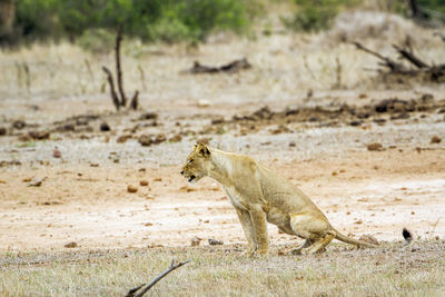 Side view of a cat on land