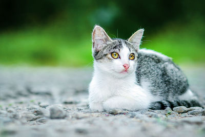 Portrait of cat looking at camera