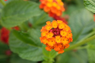 Close-up of orange marigold flower