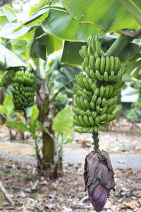 Close-up of banana on plant growing in field